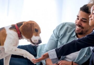 Tips to Help Your Pet Dog Acclimate to Urban Life
