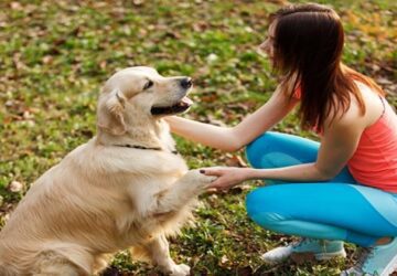 Matt Davies Harmony Communities Provides Tips for Dealing with Your Pet’s Separation Anxiety