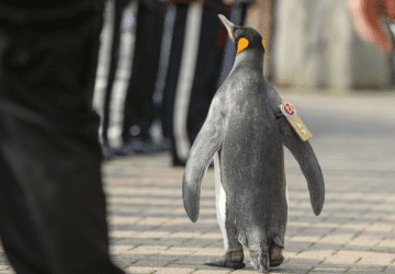 Meet Sir Nils Olav III