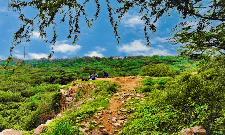 Southern Ridge Forest